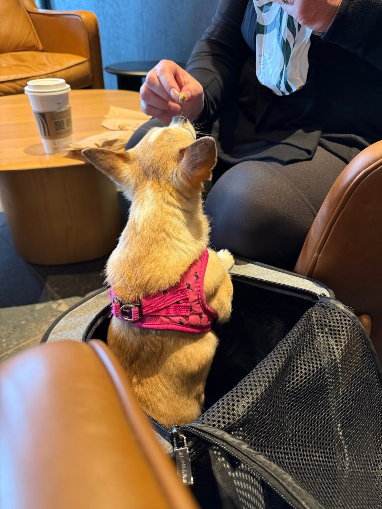 A small dog in a pink harness sitting in a pet carrier, looking up at a person holding a treat, in a café setting.