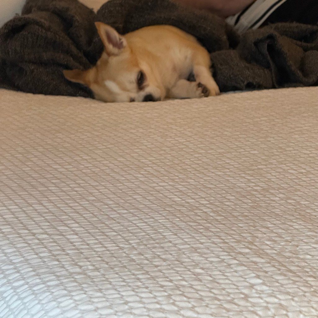 A small beige Chihuahua resting on a bed, partially covered with a grey blanket.
