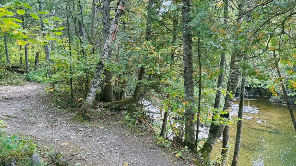 A serene forest path meandering alongside a clear river, surrounded by lush green trees and autumn foliage.